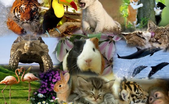 animales en portugués