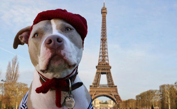 animales en francés