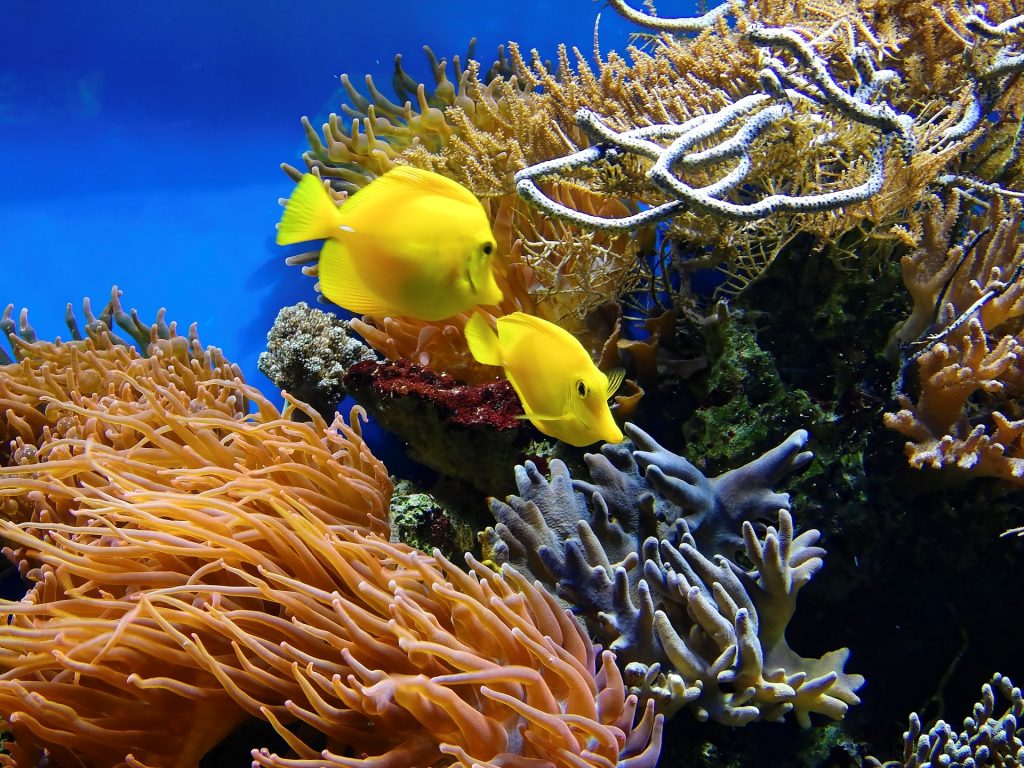 Animales marinos