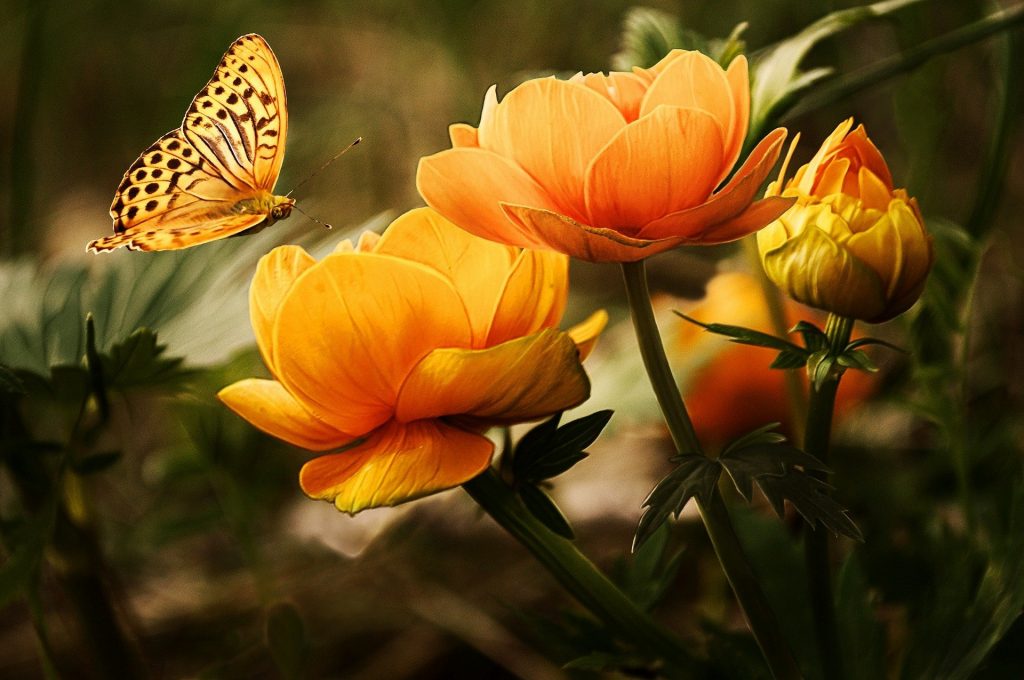 la naturaleza