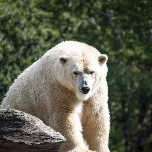 Los parques alemanes