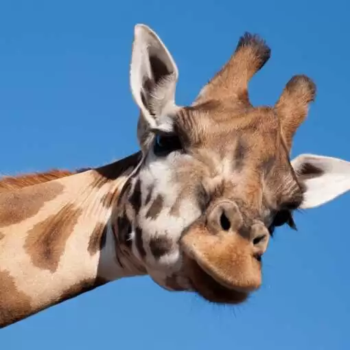 Zoológico en inglés